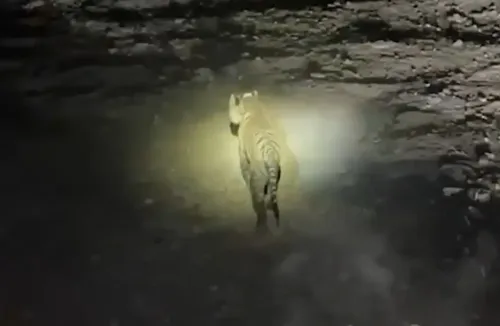 Madhav Tiger Reserve Welcomes New Tiger, Total Reaches Seven