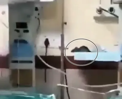 How Did Rodents Bite Newborns in MP Hospital?