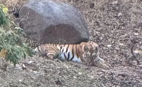 Mutilated Tigress Discovered in Pench Tiger Reserve