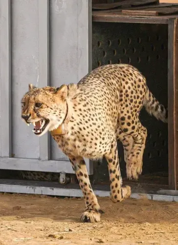Will MP Unveil Female Cheetah 'Dheera' in Gandhi Sagar Sanctuary Today?