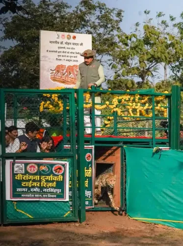Nauradehi becomes India's 3rd cheetah habitat as 2 big cats released in MP