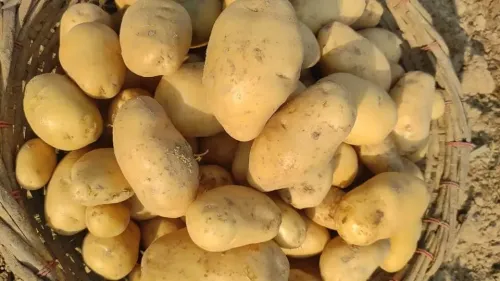 West Bengal Sets New MSP for Potatoes at Rs 900 per Quintal