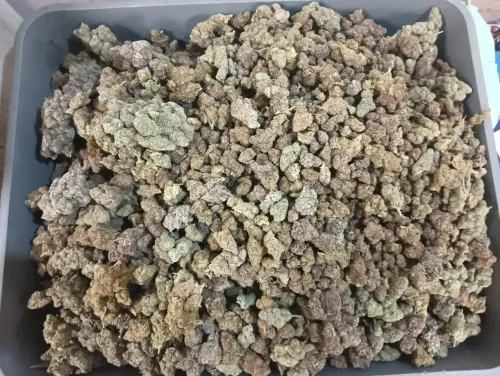 क्या मुंबई एयरपोर्ट पर कस्टम विभाग ने बैंकॉक से आए 5 यात्रियों से 42.9 किलो हाइड्रोपोनिक वीड जब्त किया?