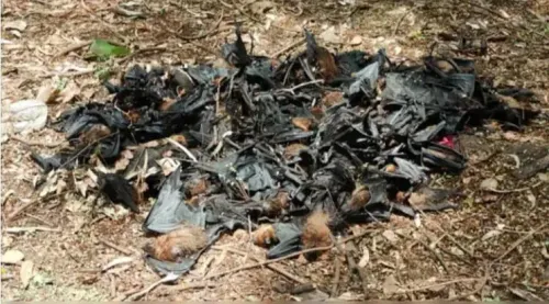Mass bat deaths in Chhattisgarh's Balod: Samples sent to Bhopal lab