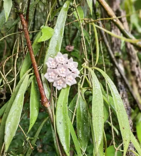 What New Plant Species Did Nagaland Varsity Researchers Discover?