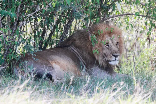 Nairobi Girl Abducted and Killed by Lion