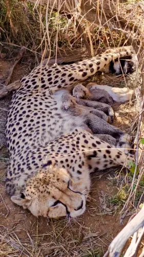 Cheetah Jwala Welcomes Five Cubs at Kuno Park, India's Total Rises to 33