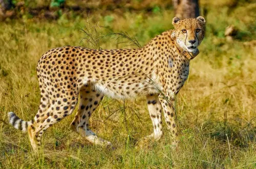 Nauradehi to become Madhya Pradesh's third cheetah habitat by October 7
