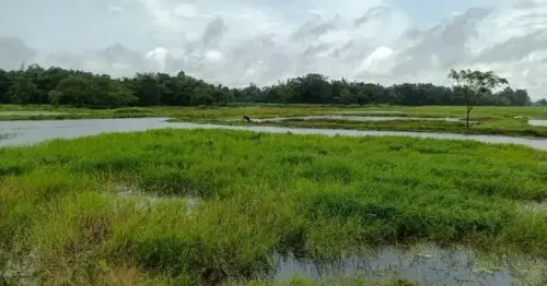 NBA grants Biodiversity Heritage Site tag to Assam's Borjuli