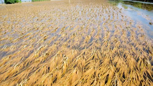 Should the NCP(SP) and Congress Call for a Special Assembly Session on Flood Damage and Farmer Support?