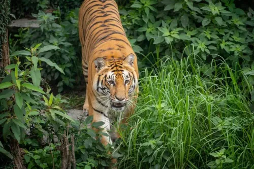 Nepal's first tiger sanctuary in Chitwan to house 20 big cats, boost eco-tourism