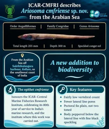 New conger eel species from Arabian Sea named after CMFRI