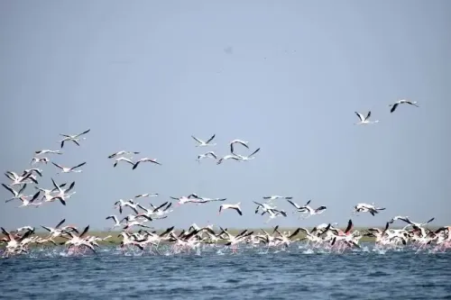 Which New Spots are Emerging as Roosting and Breeding Grounds for Migratory Birds in Chennai?