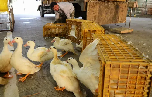 New Zealand Prepares for Avian Influenza Contingency