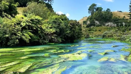 Are New Zealand's Alpine Ecosystems at Risk Due to Rapid Weed Spread?
