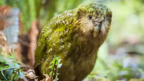Is New Zealand's Critically Endangered Kakapo Ready for Its First Breeding Season in Four Years?