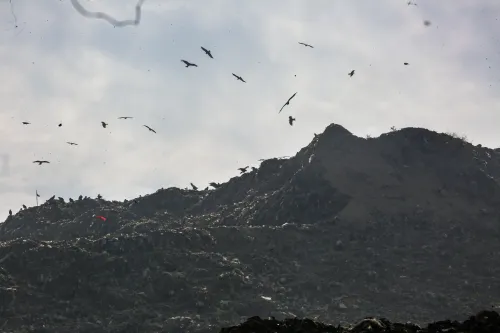 NGT Orders MCD to Create Timely Plan for Ghazipur Landfill Management