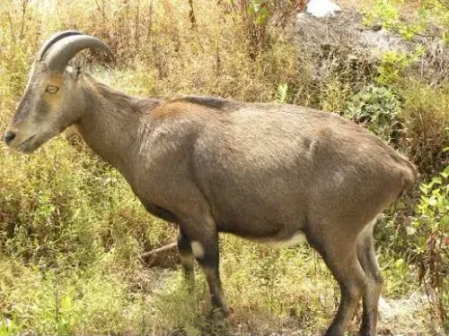 Nilgiri Tahr population hits 1,364 in Tamil Nadu, up 32% since 2024