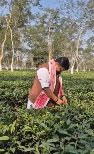 How are Tea Garden Workers Contributing to Assam's Global Recognition?