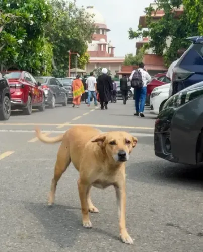 How is the Noida Authority Addressing Street Dog Welfare Following the SC Directive?