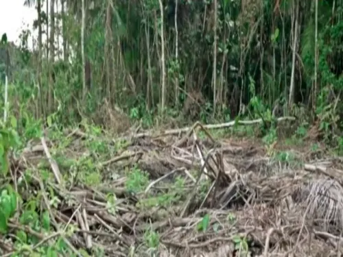 Will Norway Adopt EU Rules to Combat Deforestation?