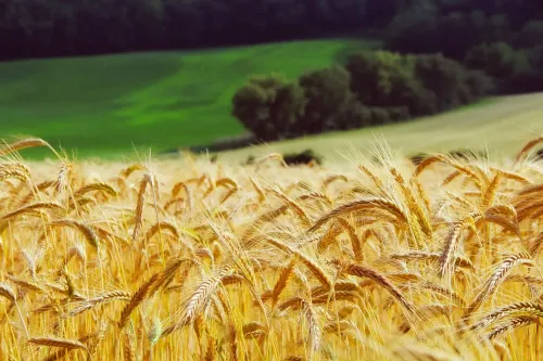 Himachal to Source and Sell Naturally Grown Wheat