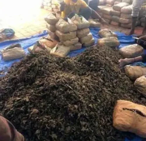 Odisha cracks down on illegal ganja cultivation across 6 hotspot districts
