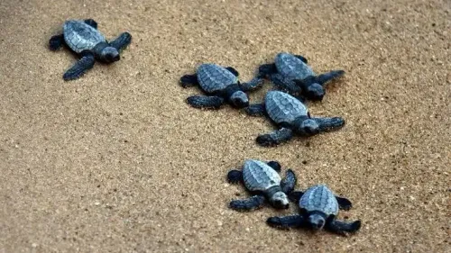 Is the Nesting of Olive Ridley Turtles on the Rise in TN's Coastal Delta?