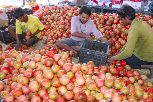 आजादपुर मंडी के पूर्व महासचिव: ऑनलाइन बिक्री से फल-सब्जी व्यापार पर बड़ा असर नहीं, रिटेलर्स का 20% ट्रेड शिफ्ट