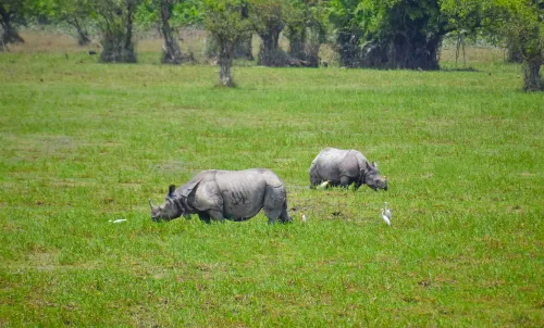 How is Operation Falcon Shaping the Anti-Poaching Efforts in Assam?