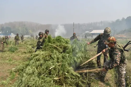 What Led to the Destruction of Over 1.8 Lakh Marijuana Plants Worth Rs 27 Crore in Tripura?