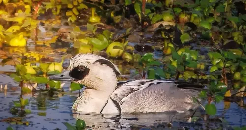 Kaziranga's Remarkable Count: Over 105,000 Migratory Water Birds Recorded