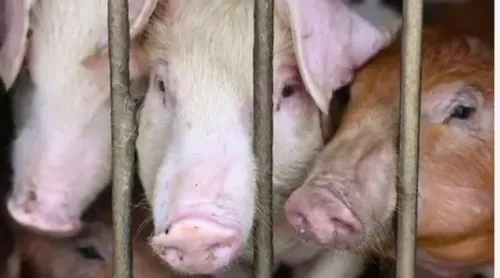 Over 3,050 Pigs Lost to African Swine Fever in Mizoram