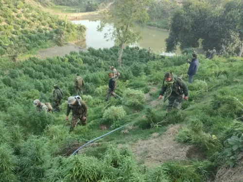 Is Tripura Facing a Ganja Crisis? Over 30 Lakh Plants Destroyed!