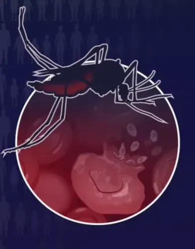 Over 6 lakh lives lost due to malaria in 2024, drug resistance a major threat: WHO