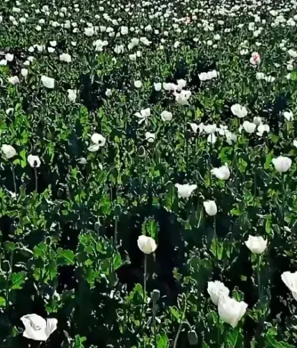Balochistan Becomes a New Poppy Cultivation Hotspot: Local Concerns Rise
