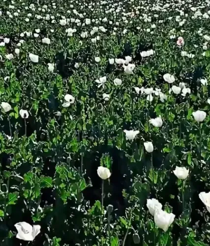 Balochistan Becomes a New Poppy Cultivation Hotspot: Local Concerns Rise