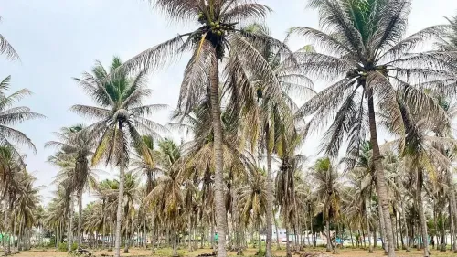 Black-headed caterpillar infestation hits Coimbatore coconut farms in Sulur taluk