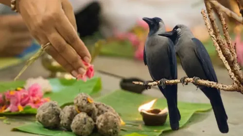 पितृ पक्ष 2026: कौवे को श्राद्ध का भोजन क्यों खिलाते हैं? जानें पौराणिक कथा और धार्मिक महत्व
