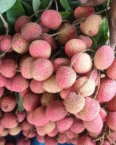 Piyush Goyal: Dehradun Lychee Exported to Italy for First Time