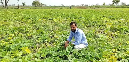 पीएम किसान सम्मान निधि योजना 2030-31 तक बढ़ाई गई, हरियाणा के किसानों ने किया स्वागत