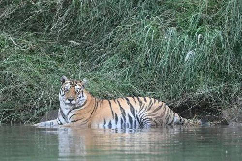 PM Modi Highlights Forest Staff and Community Role in Tiger Conservation