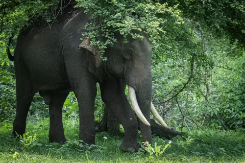 PM Modi marks World Elephant Day, highlights India's conservation record