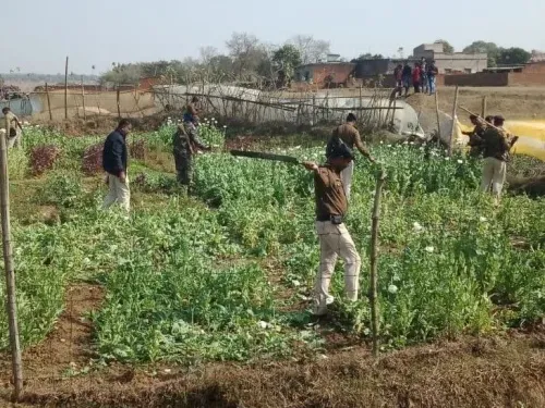 Jharkhand police raze illegal opium on 4,619 acres in 2025-26, 48 arrested