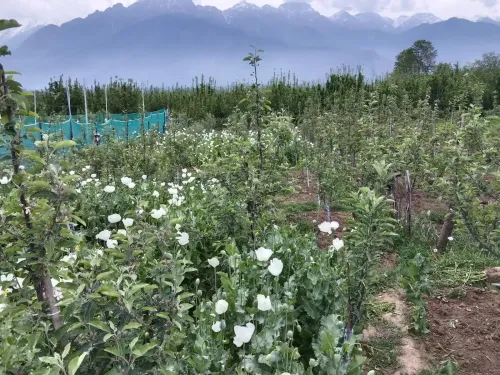 Anantnag Police destroy poppy crop, register 5 FIRs in J&K drug crackdown