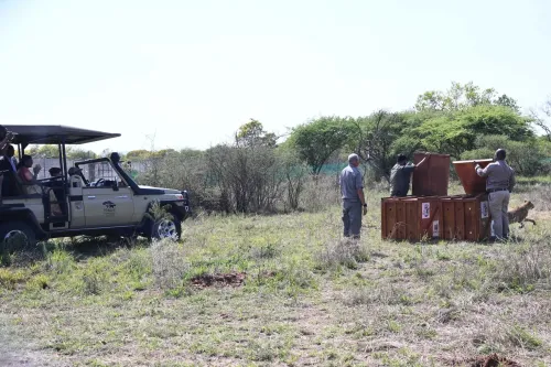 Did President Murmu and Botswana President Witness Cheetah Release at Nature Reserve?
