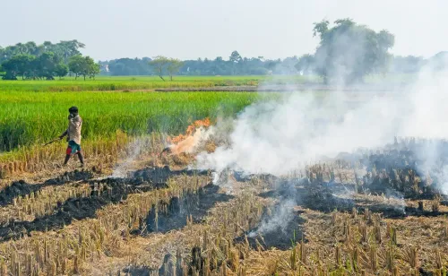 Punjab logs 84 stubble-burning fires this season; Amritsar leads with 49 cases