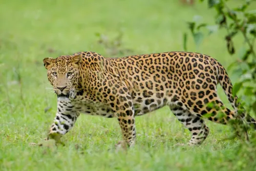 Why Did a Leopard Cause Panic in Udaipur?