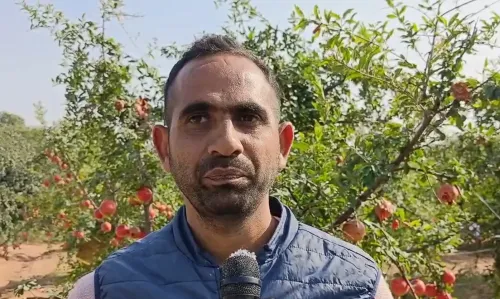 Can New Pomegranate Varieties Elevate Farmers' Income in Rajasthan?