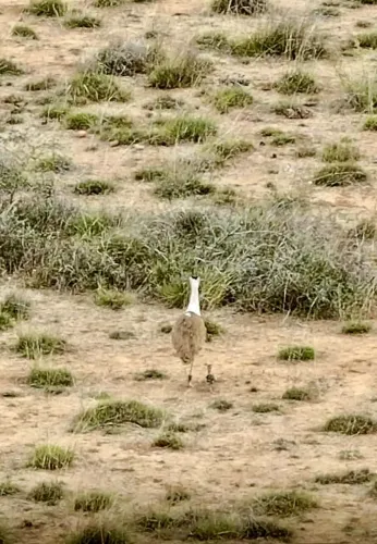 Historic Hatching of Rare Great Indian Bustard Chick in Gujarat